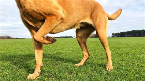 Mi perro cojea de una pata delantera